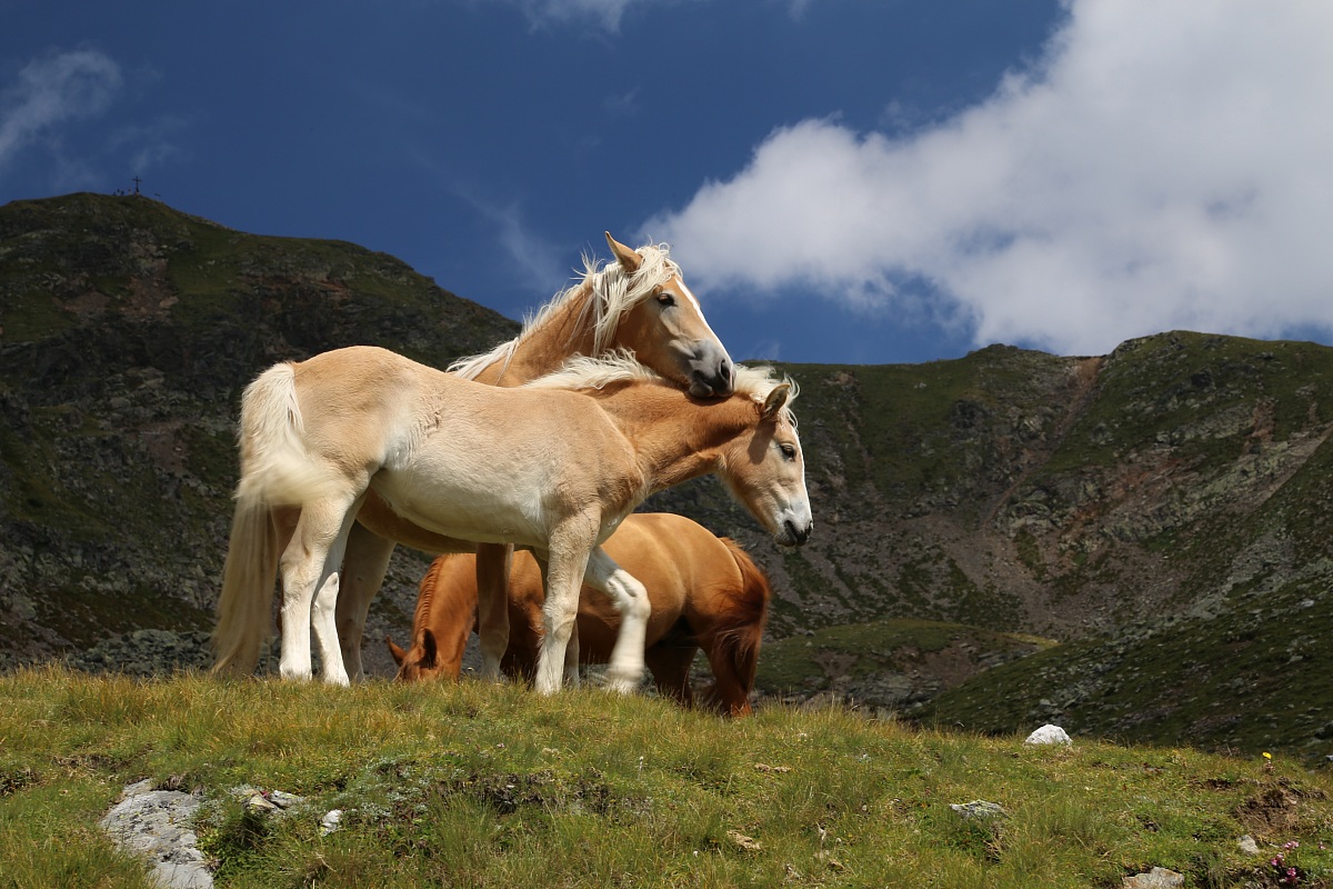 Cavalli Val Sarentino