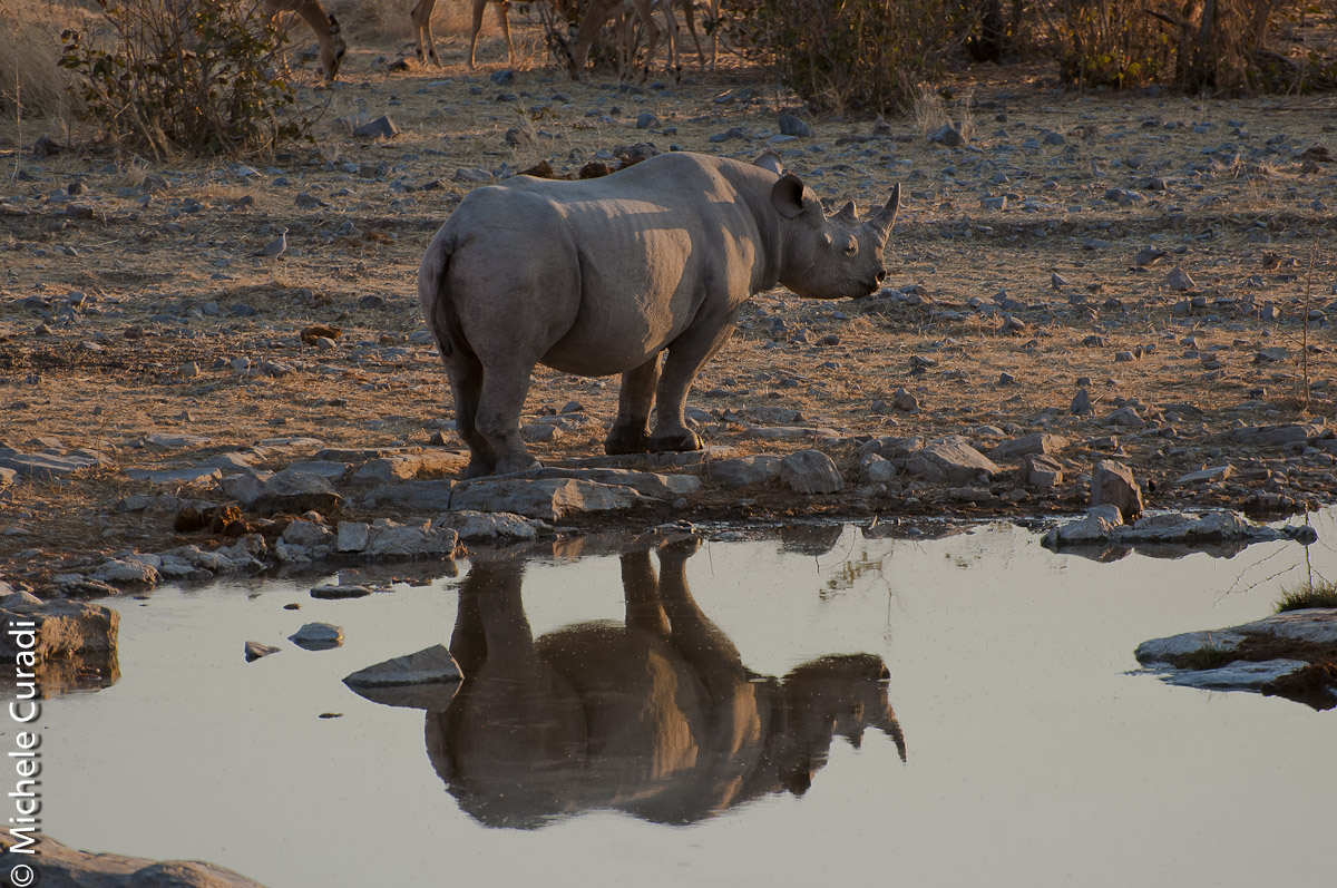 Reflections Etosha