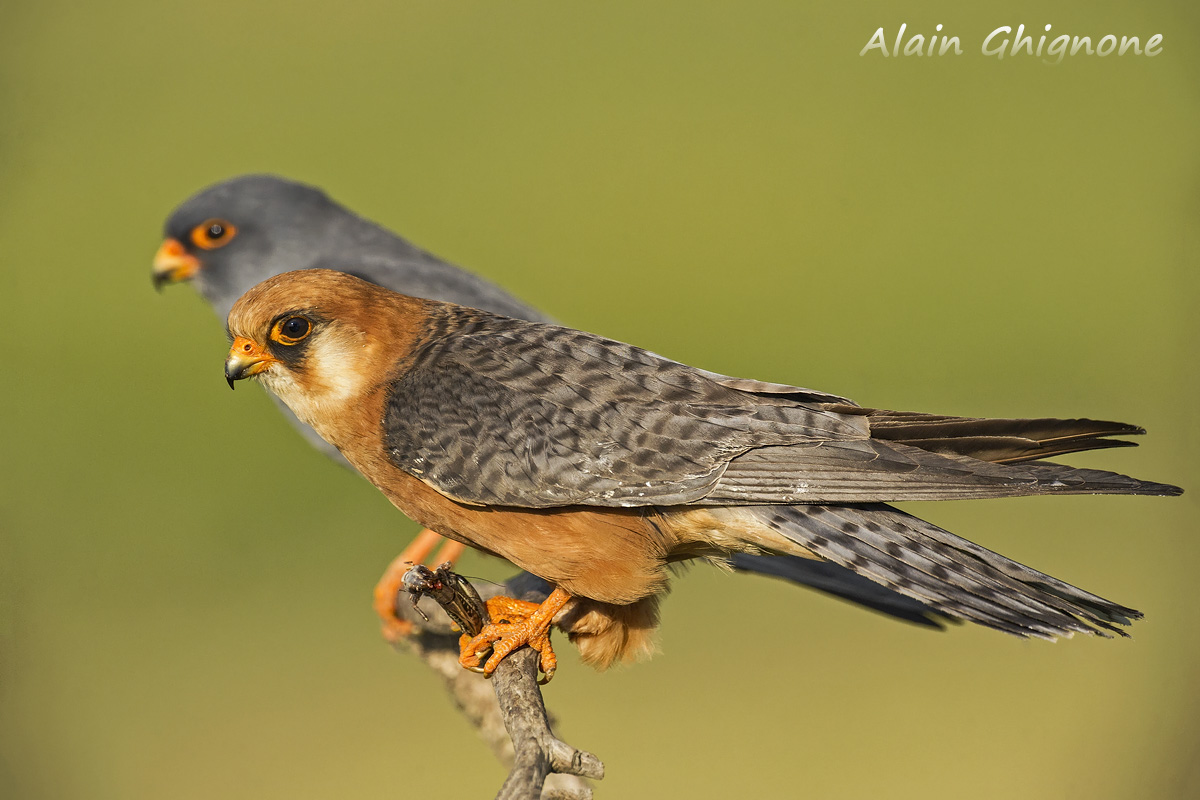 coppietta al tramonto