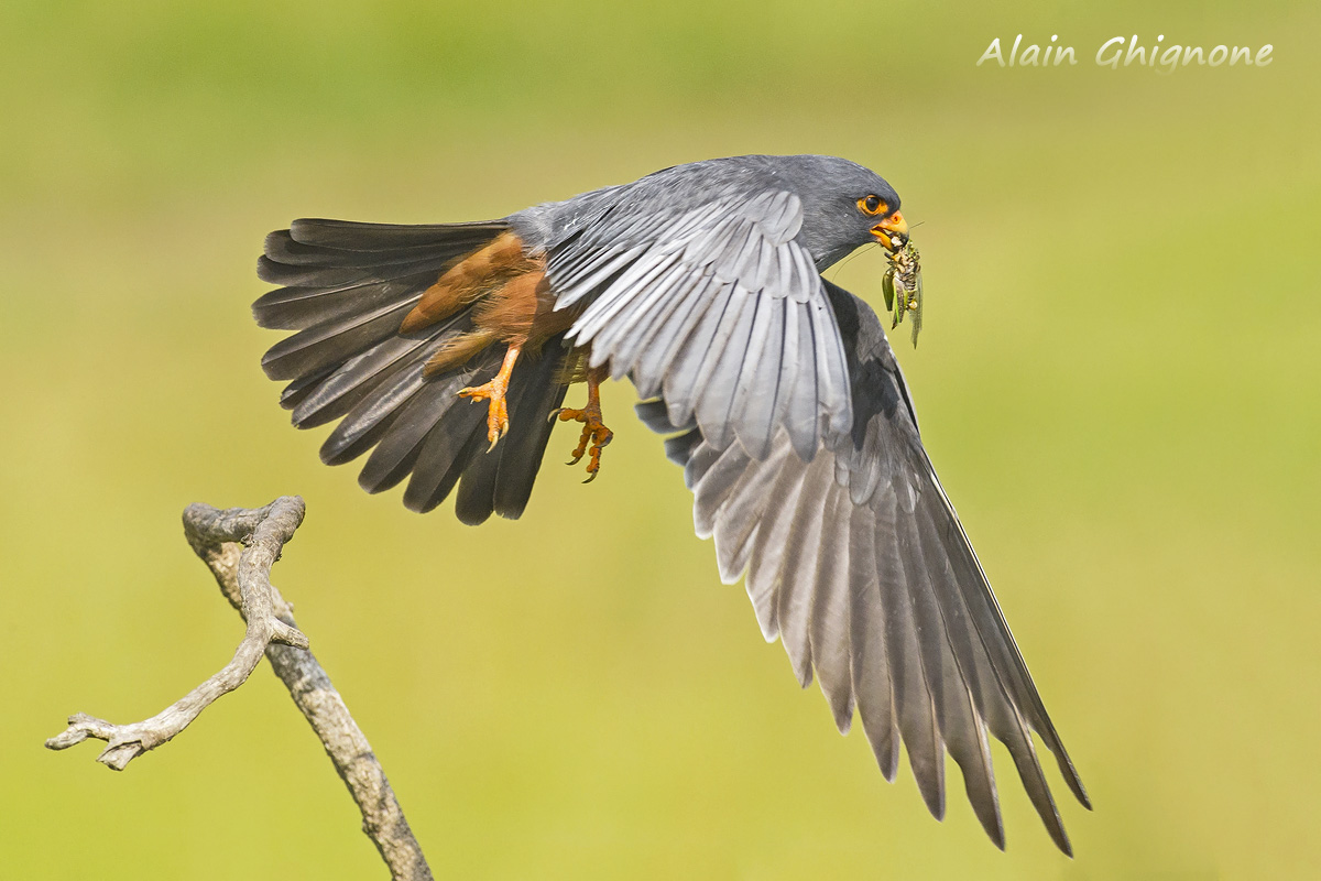 falco cuculo decollo