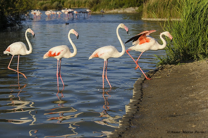 Flamingos in the lagoon