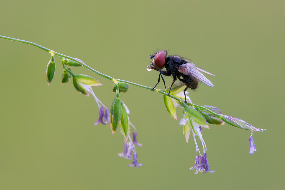 The first drink in the morning