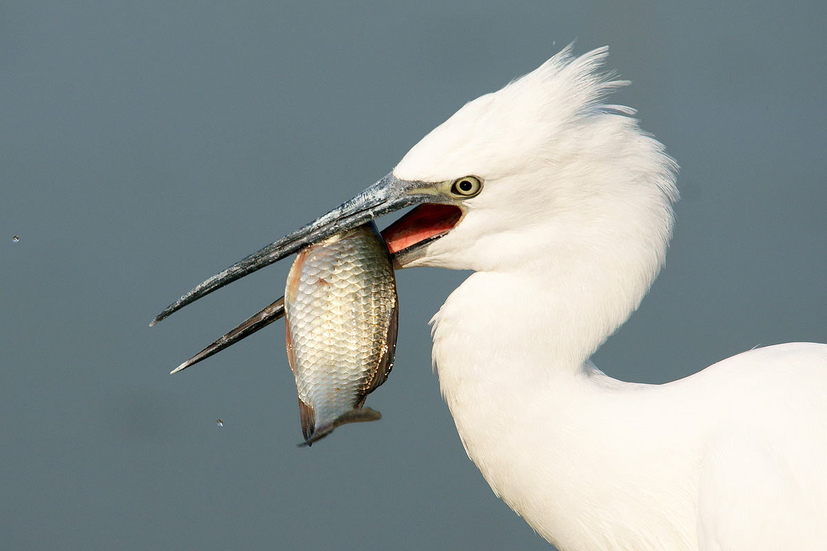 Egret greedy