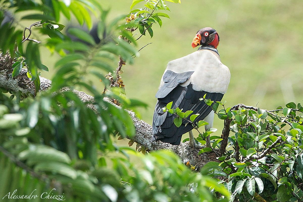 King Vulture