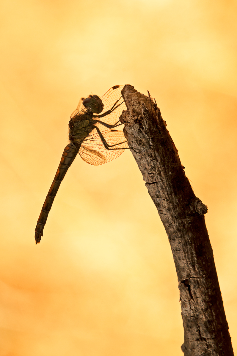 Dragonfly at sunset