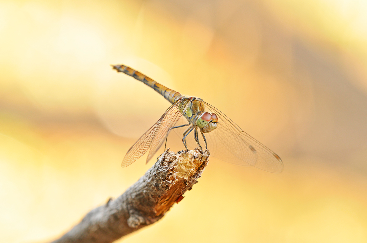 libellula al tramonto 3
