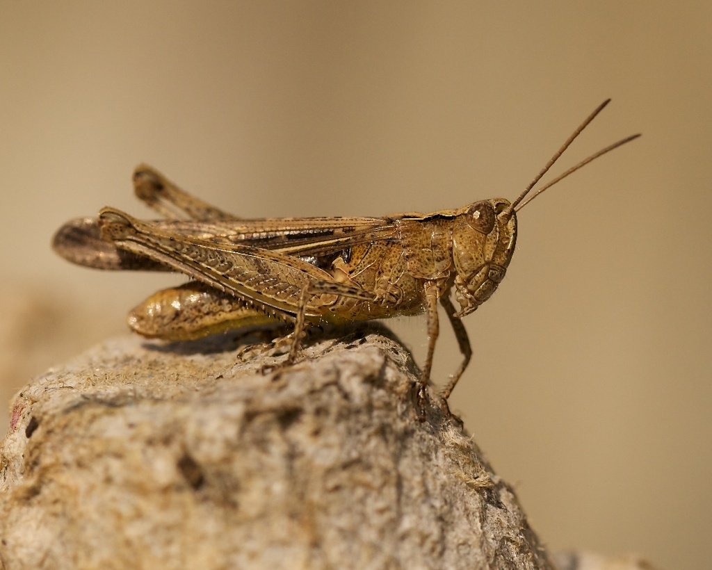Grasshopper