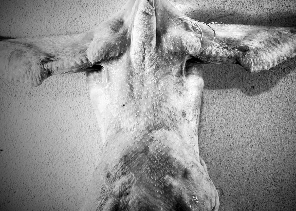 butcher " food for human"