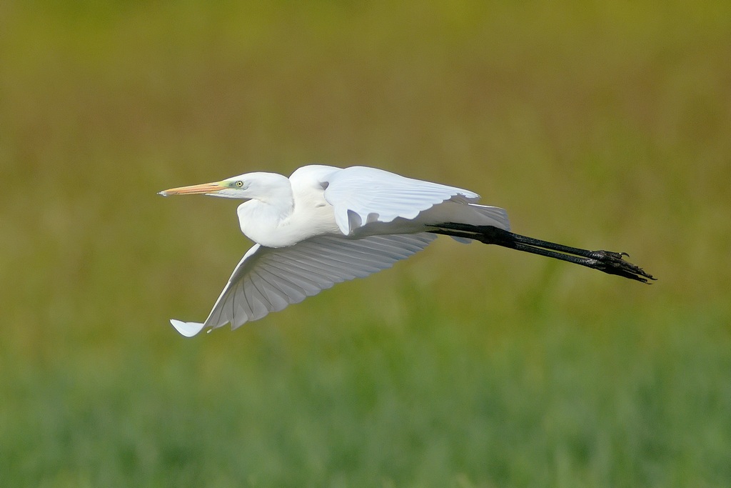 Airone bianco maggiore