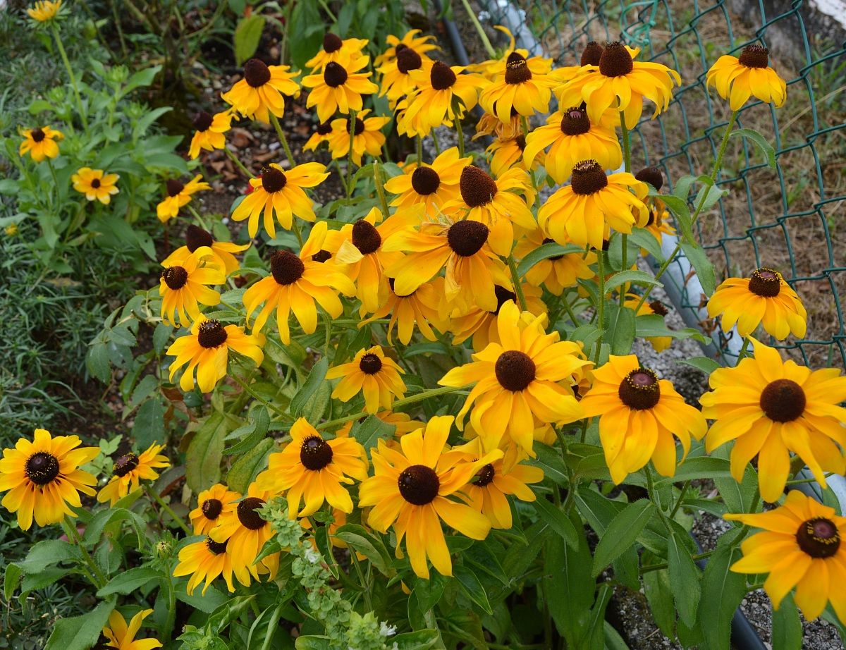 Rudbechia fiorita