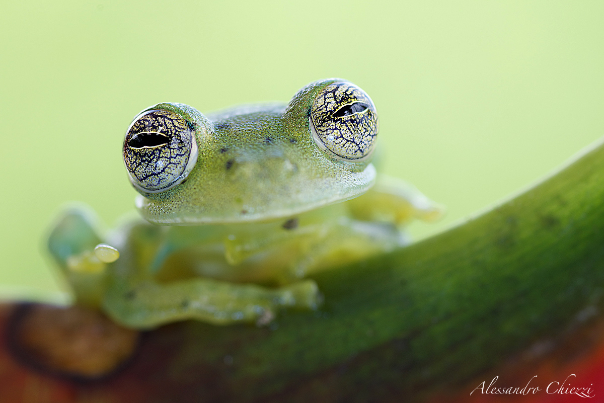 The eyes of the ghost frog