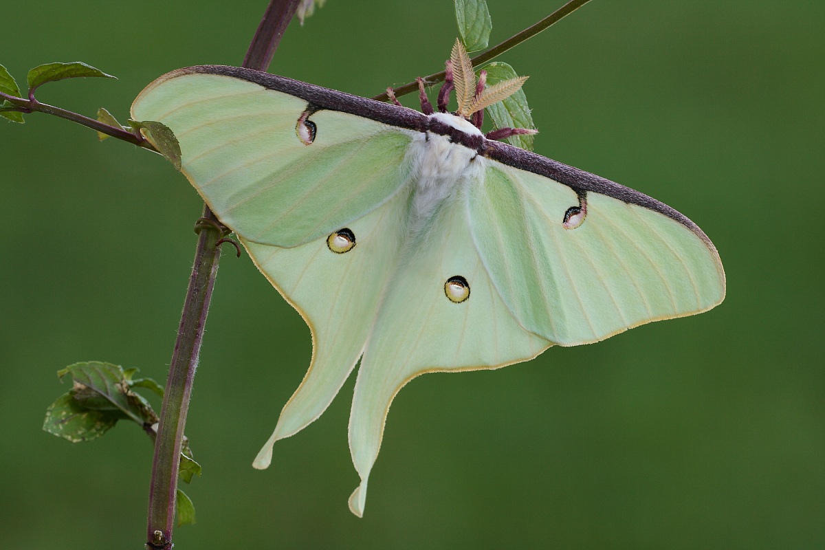 Actias luna maschio