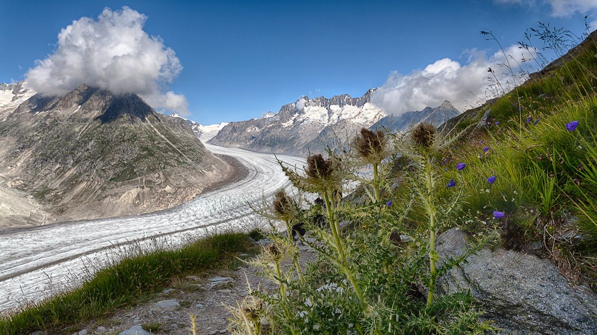 Aletsch
