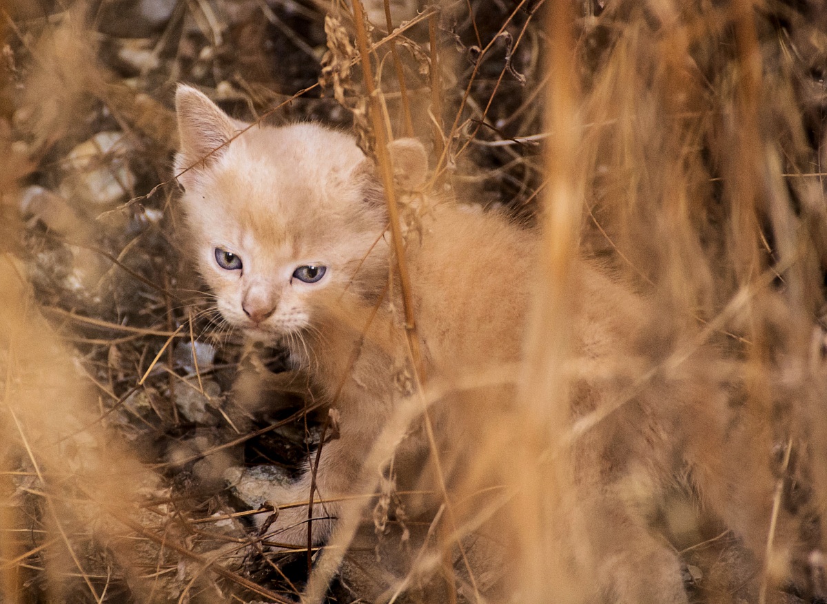 Gattino nascosto