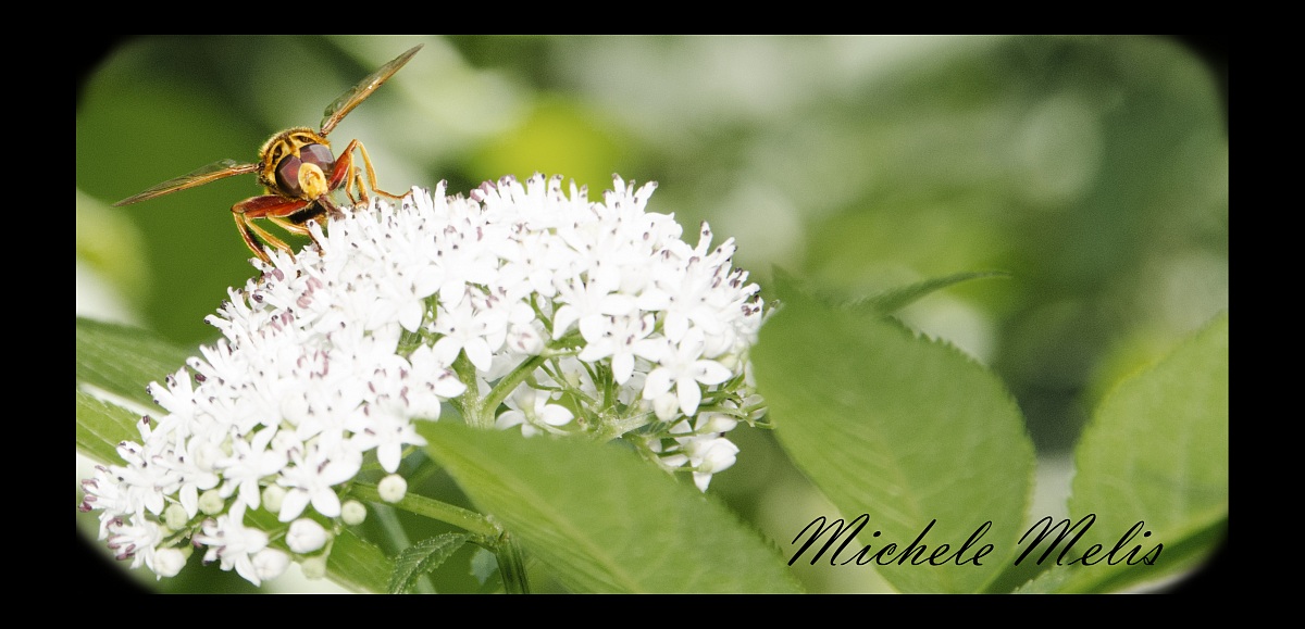 Small world, great warriors.