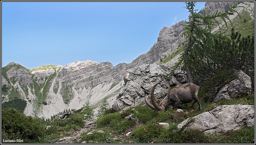 Ibex set (high val di Brica - Friuli)