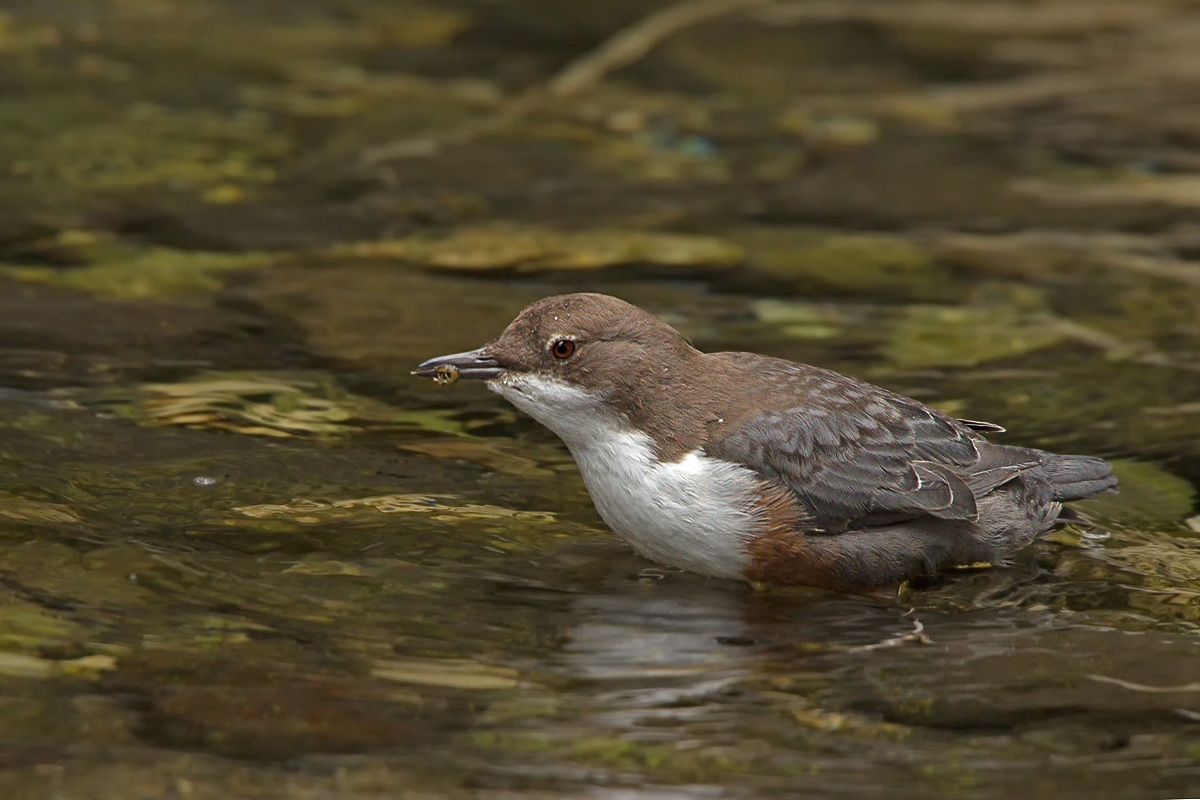 Dipper (Cinclus cinclus)
