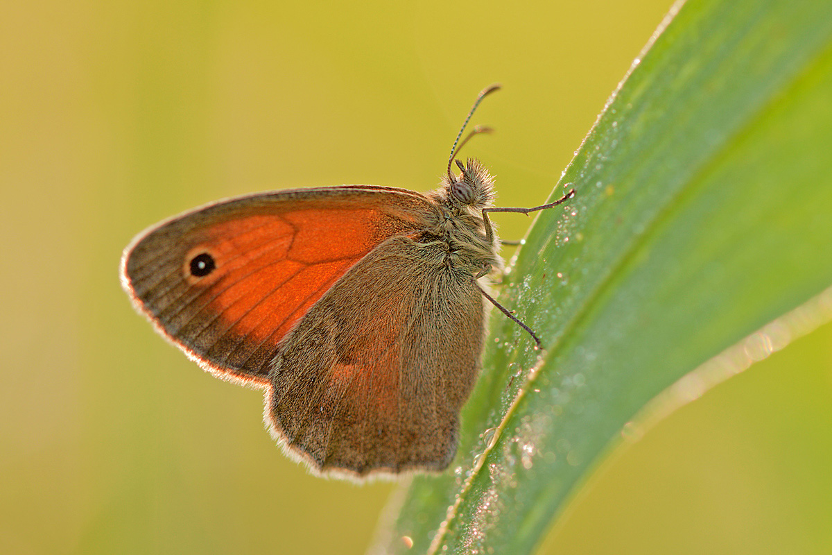 Coenonympha pamphilus
