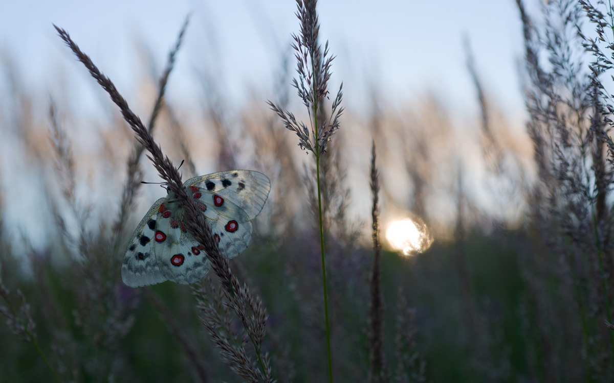Parnassius apollo