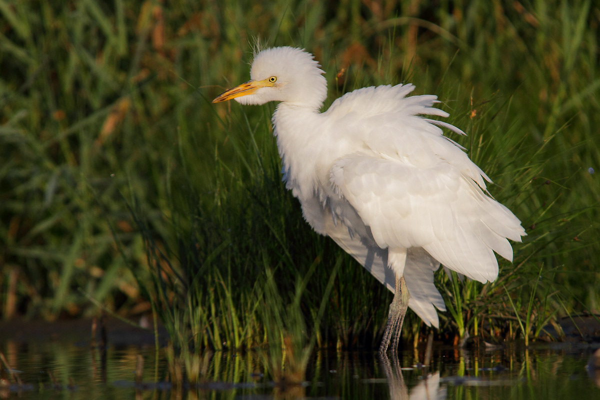 Cattle Egret