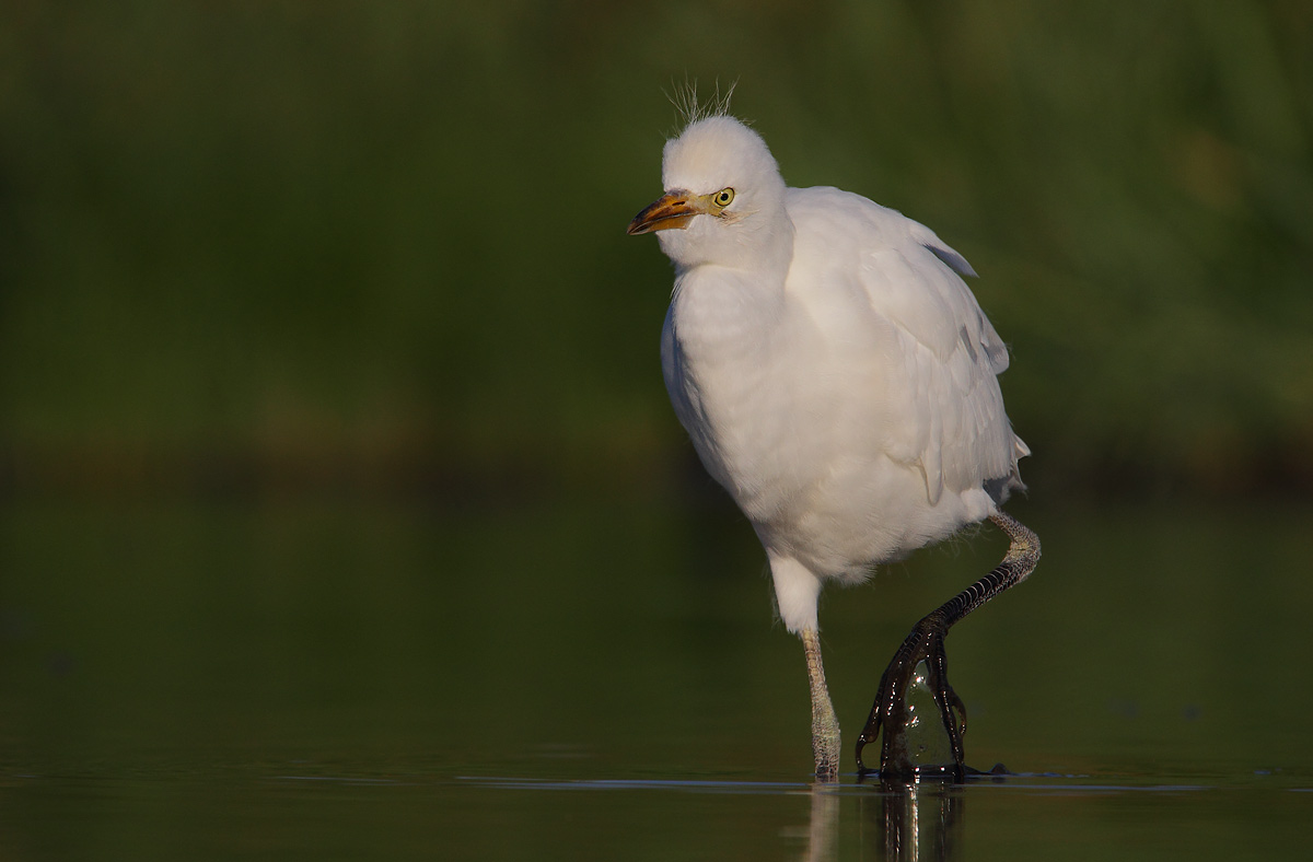 Cattle Egret