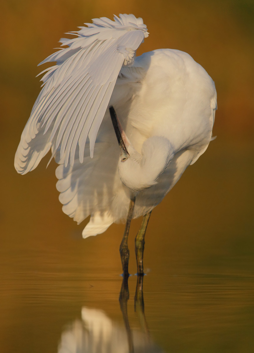 Egret