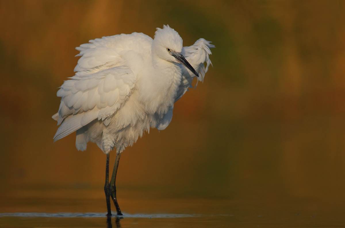 Egret