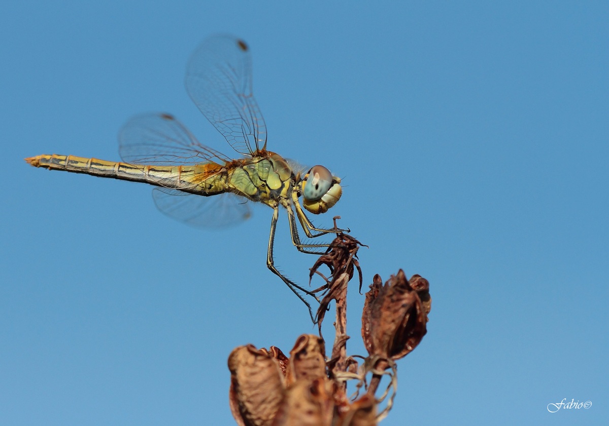 Sympetrum fonscolombii