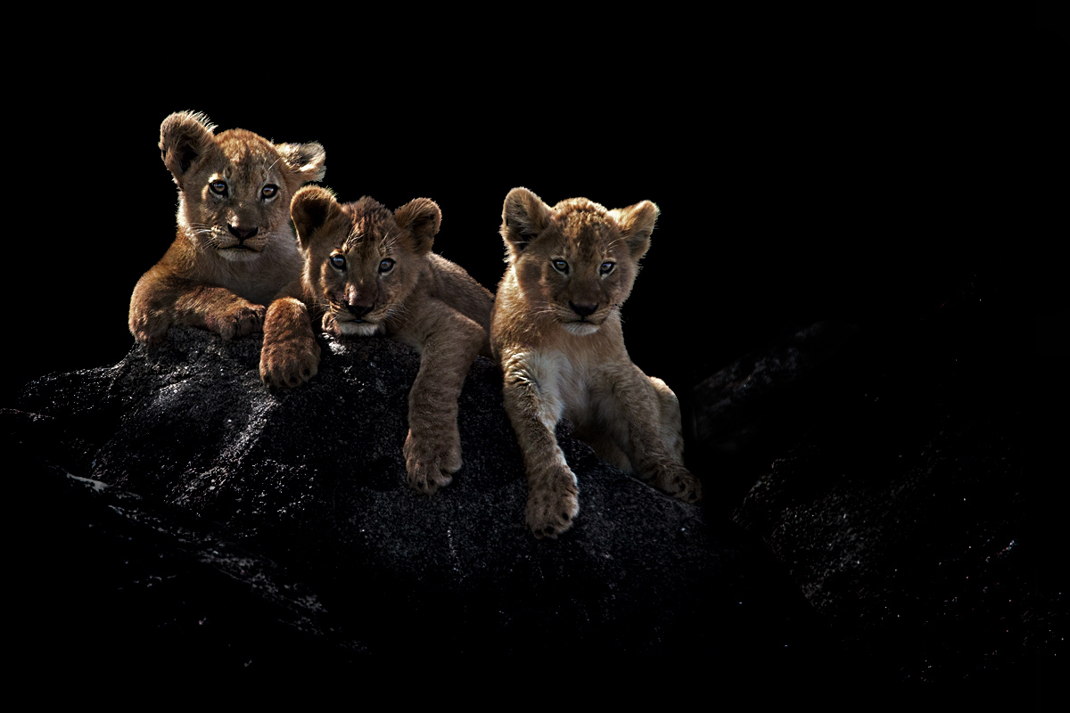 Siam three small fratellin