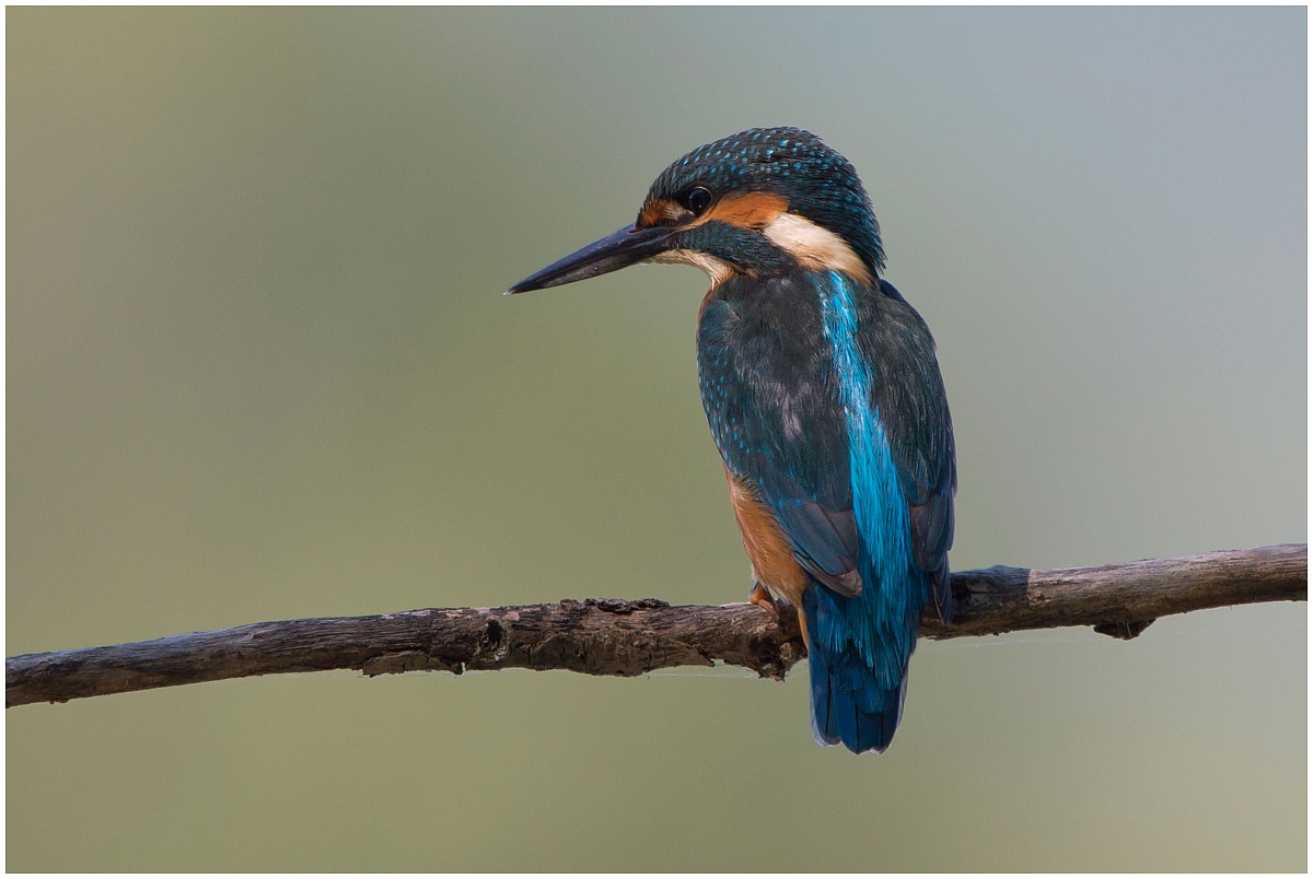Kingfisher
