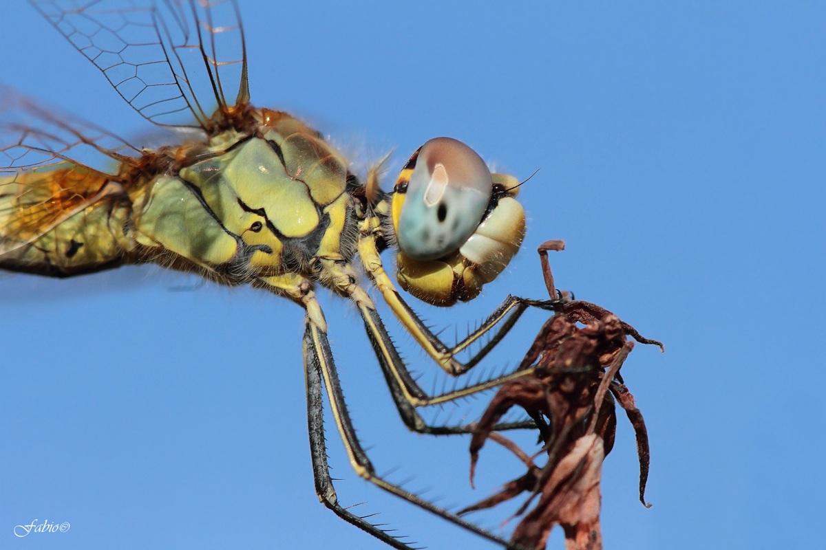 Sympetrum fonscolombii