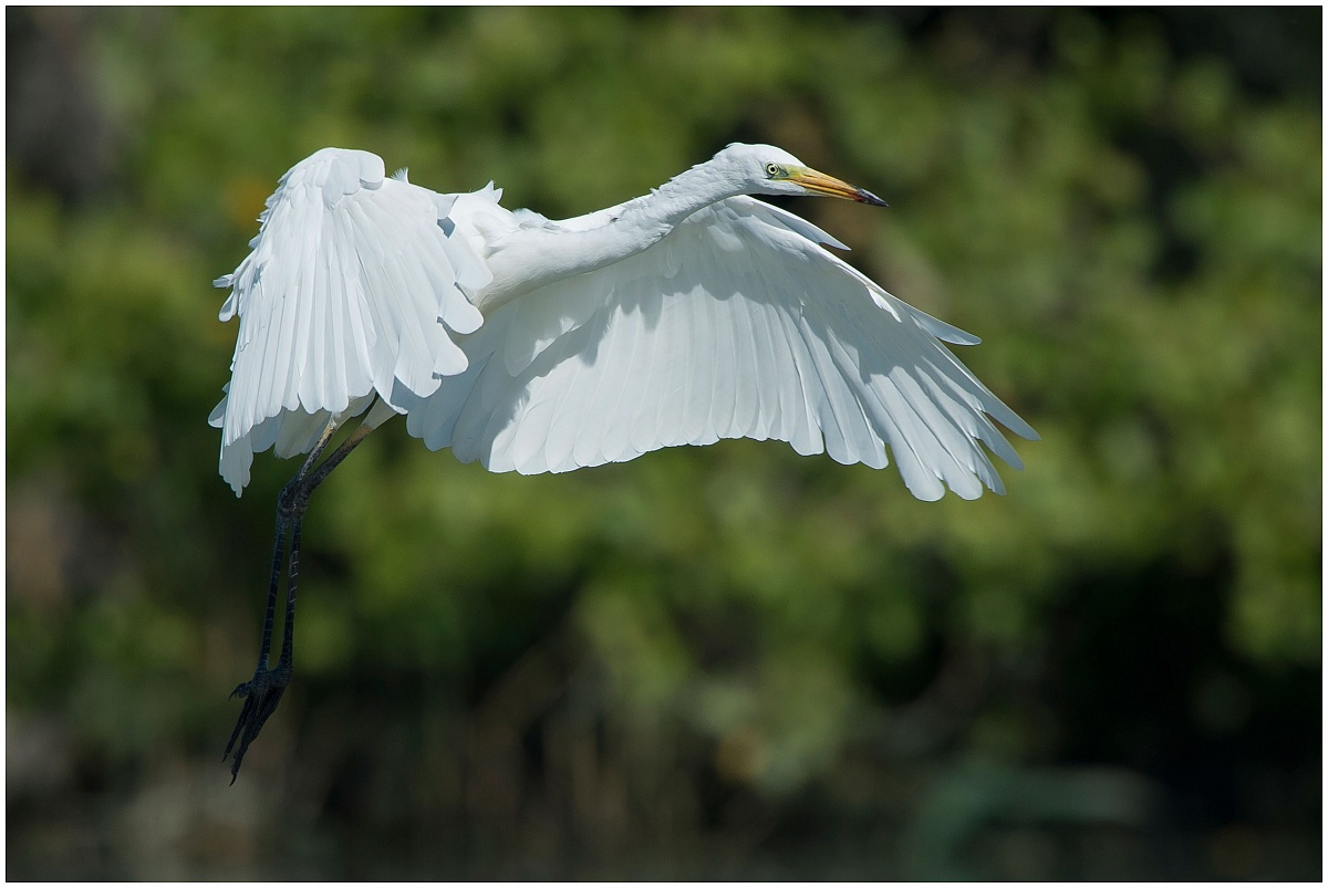 Great Egret