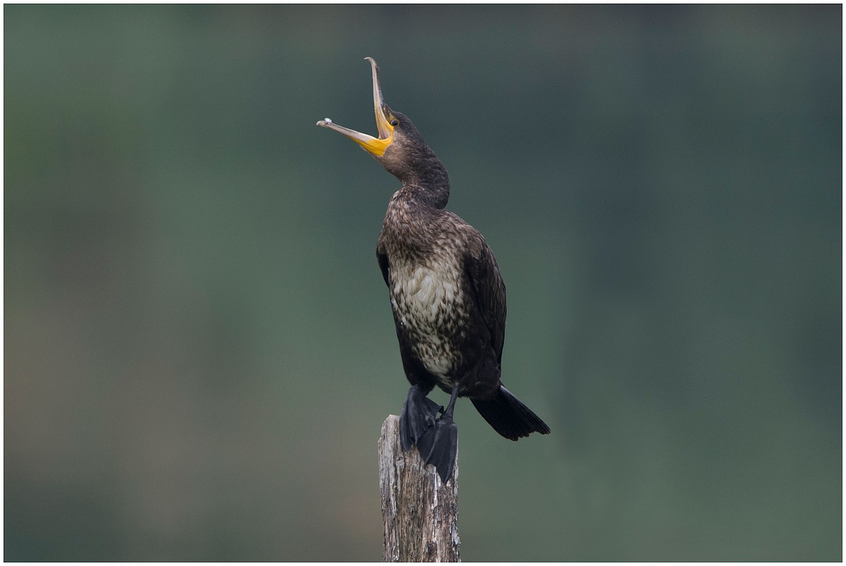Cormorano