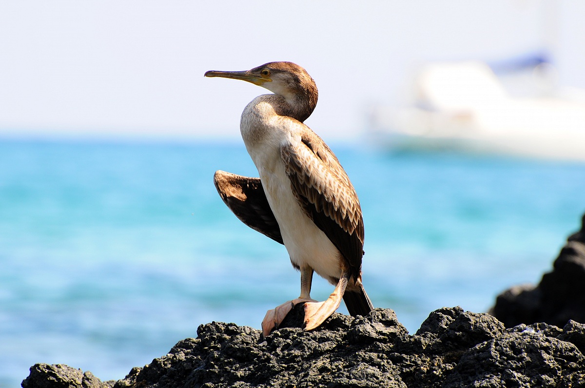 Cormorano su scoglio