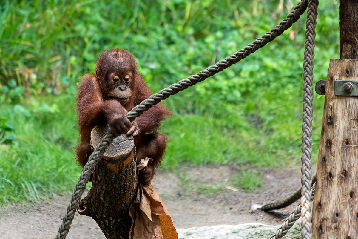 A young Orang-Utan is playing with paper