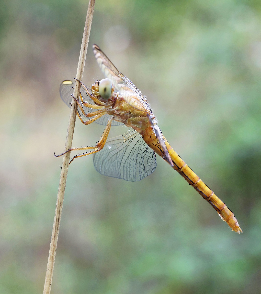 Crocothemis Erythraea