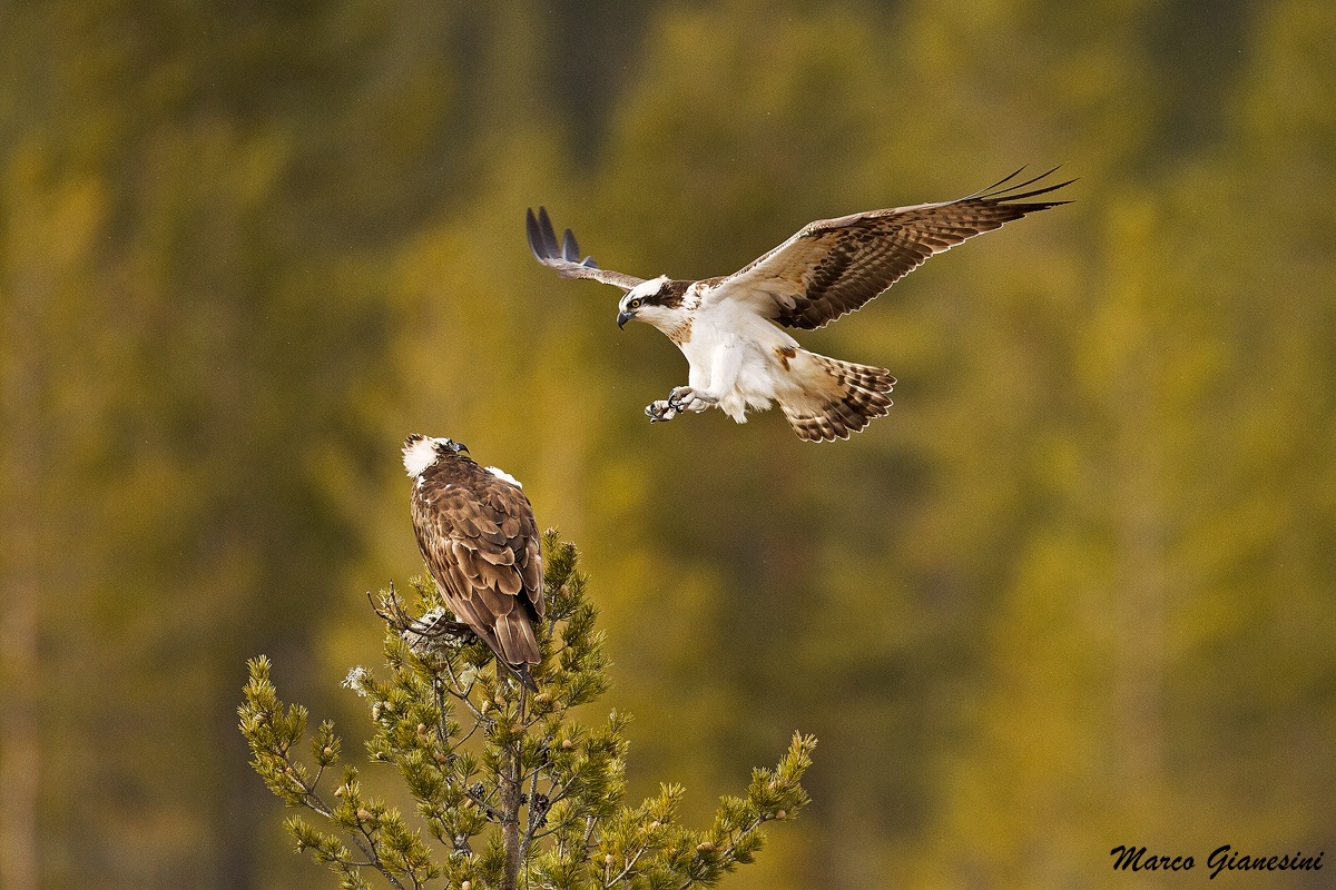 Osprey