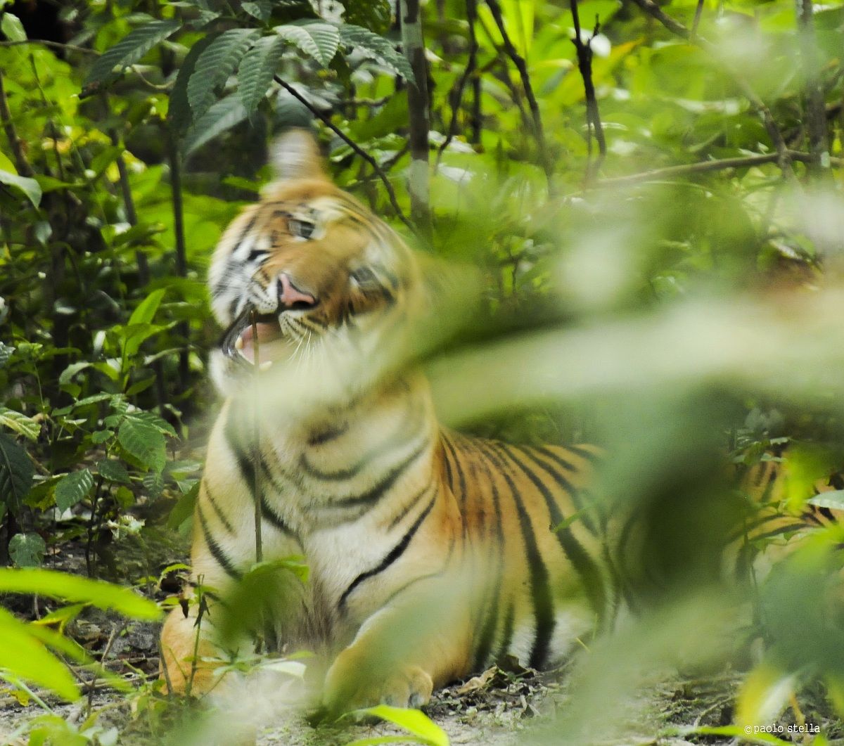 the trigre with a toothpick ....