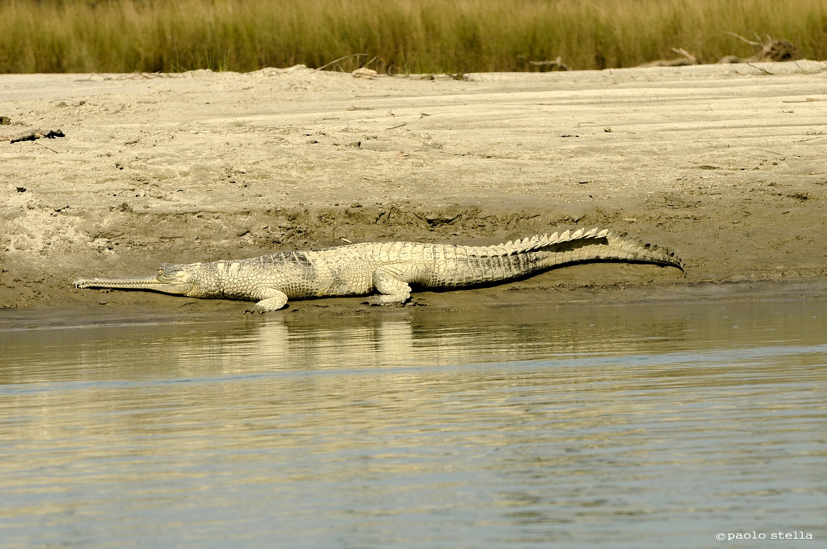 Gharial in the warm sun