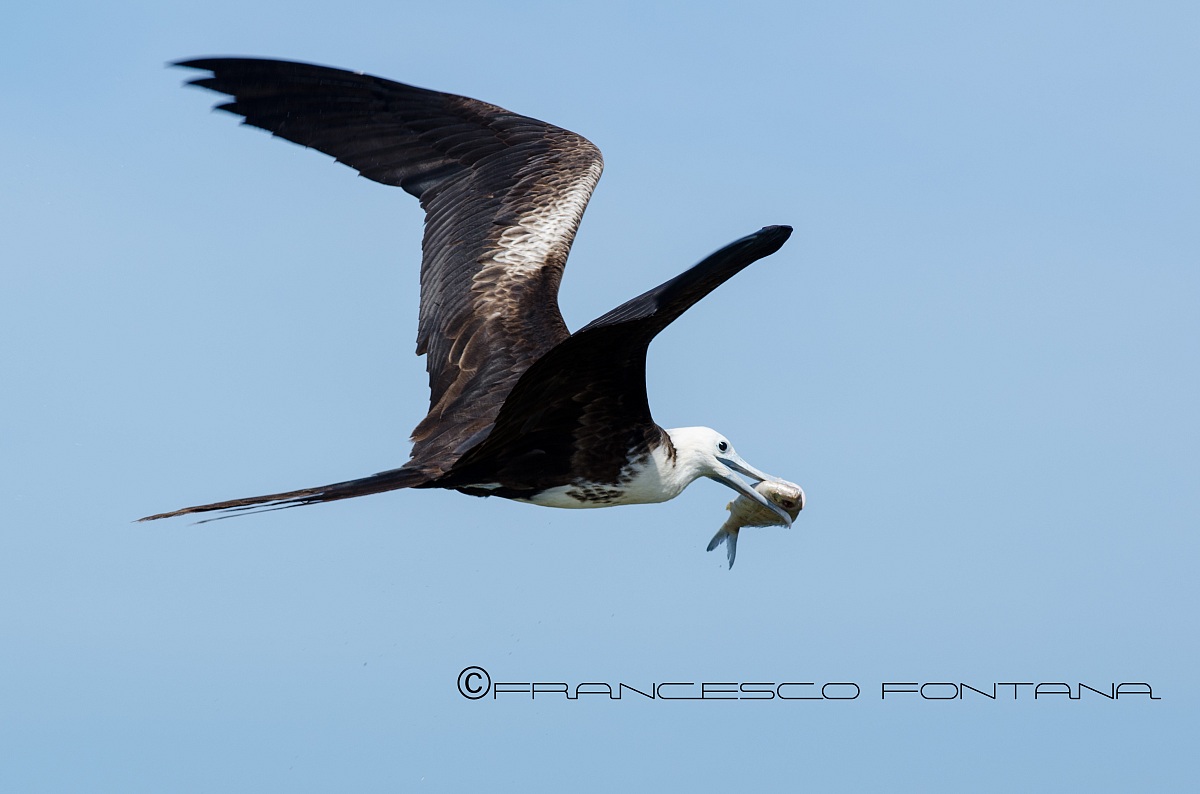 Fregata magnificens II