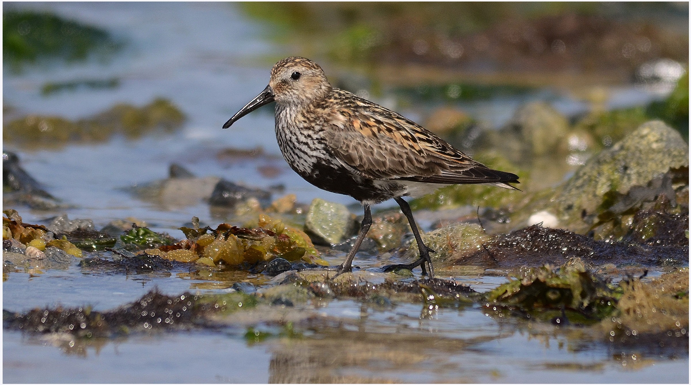 piovanello pancianera