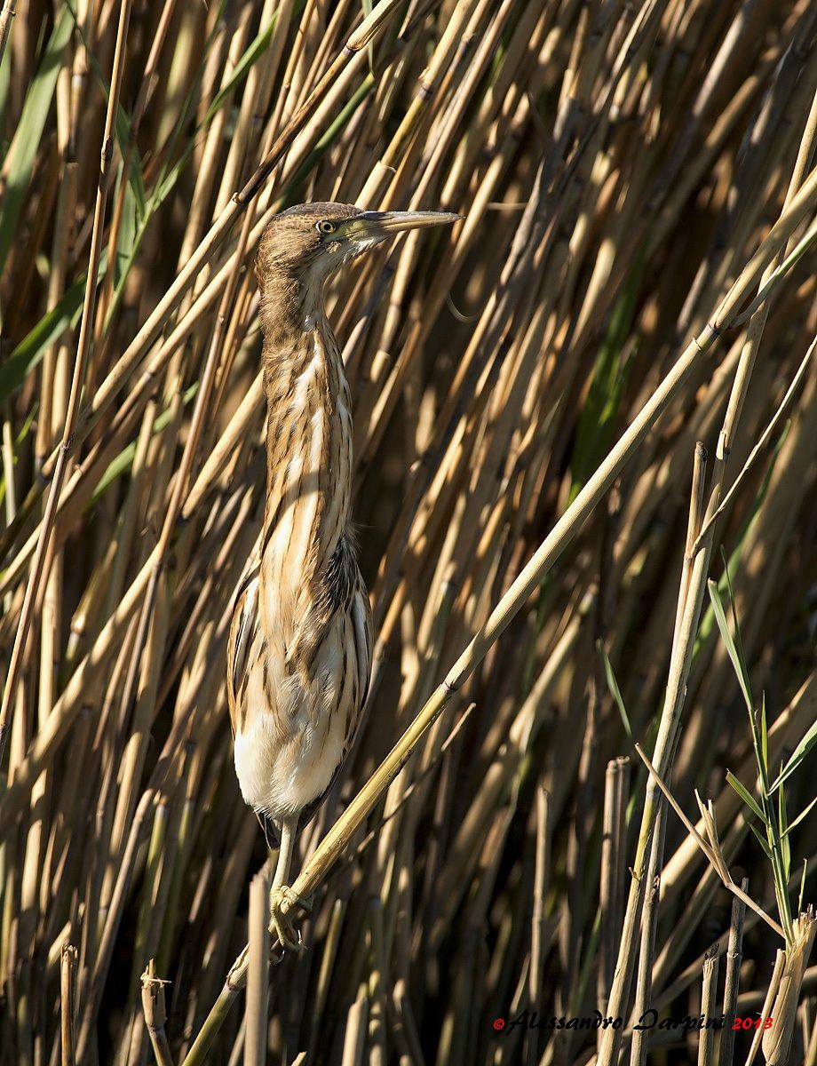 bittern 3