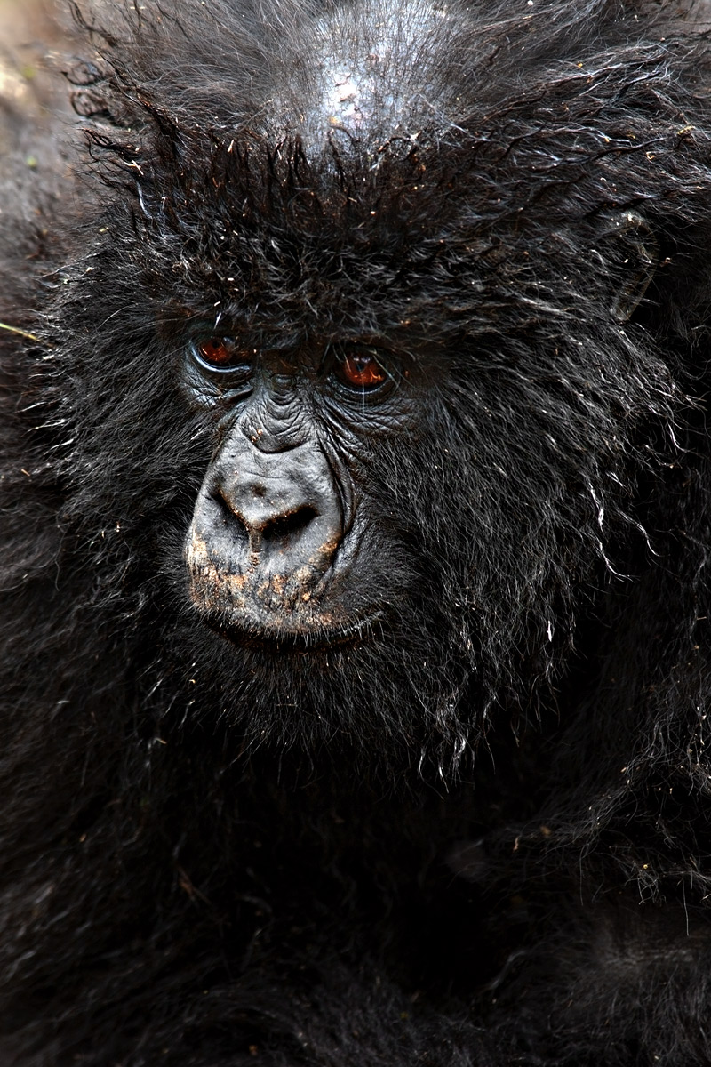 Ruanda: Vulcanoes National Park