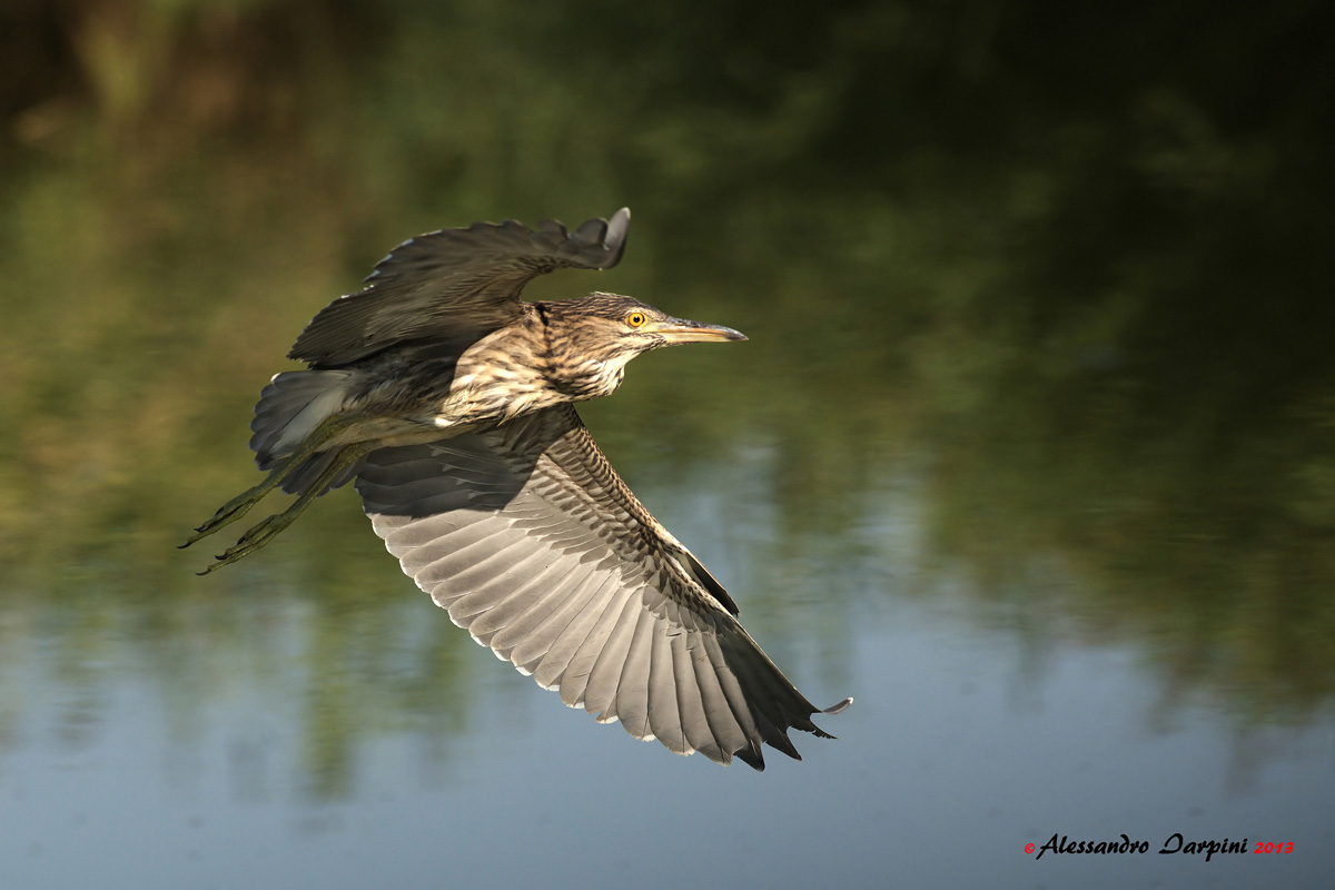 Night Heron G