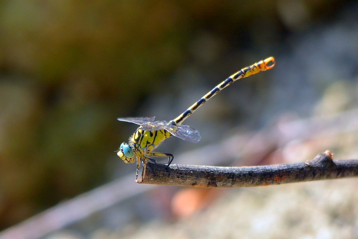 ... "Blue eyes" (Onychogomphus forcipatus)
