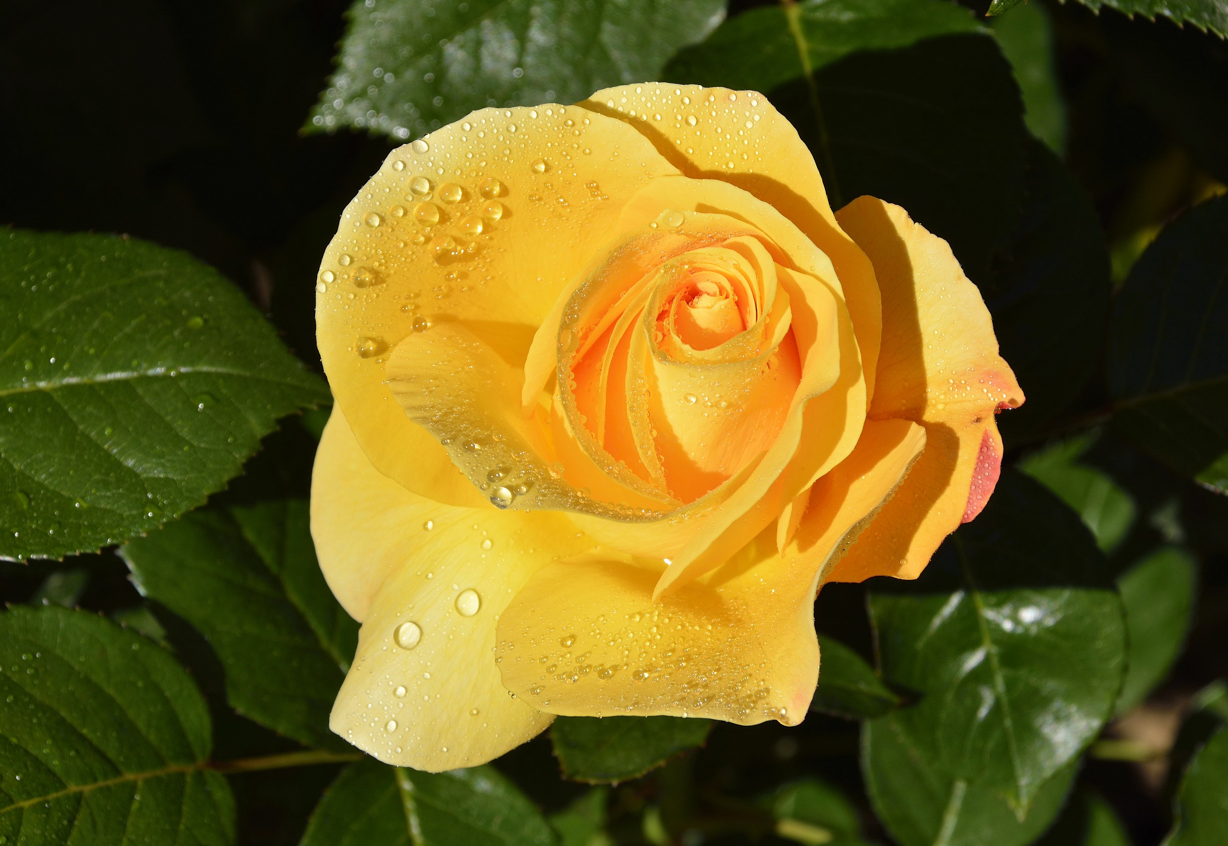 Yellow Rose
