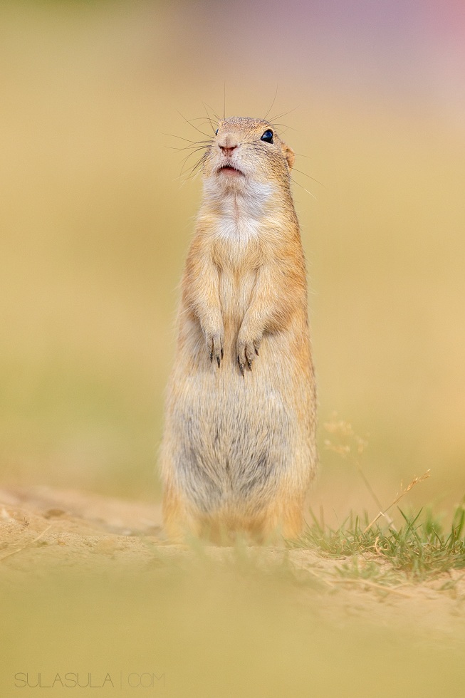 European Ground Squirrel in Common Heather | Czech Rep.
