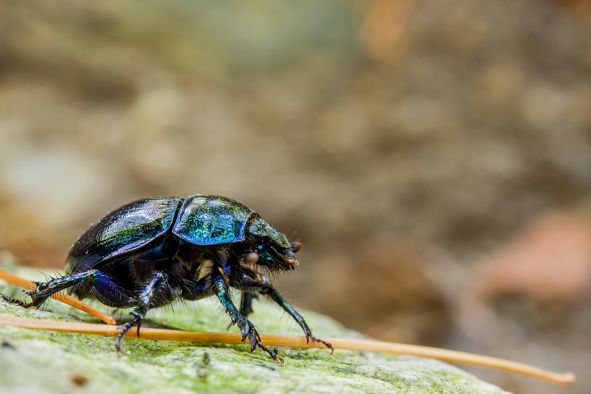 Anoplotrupes stercorosus