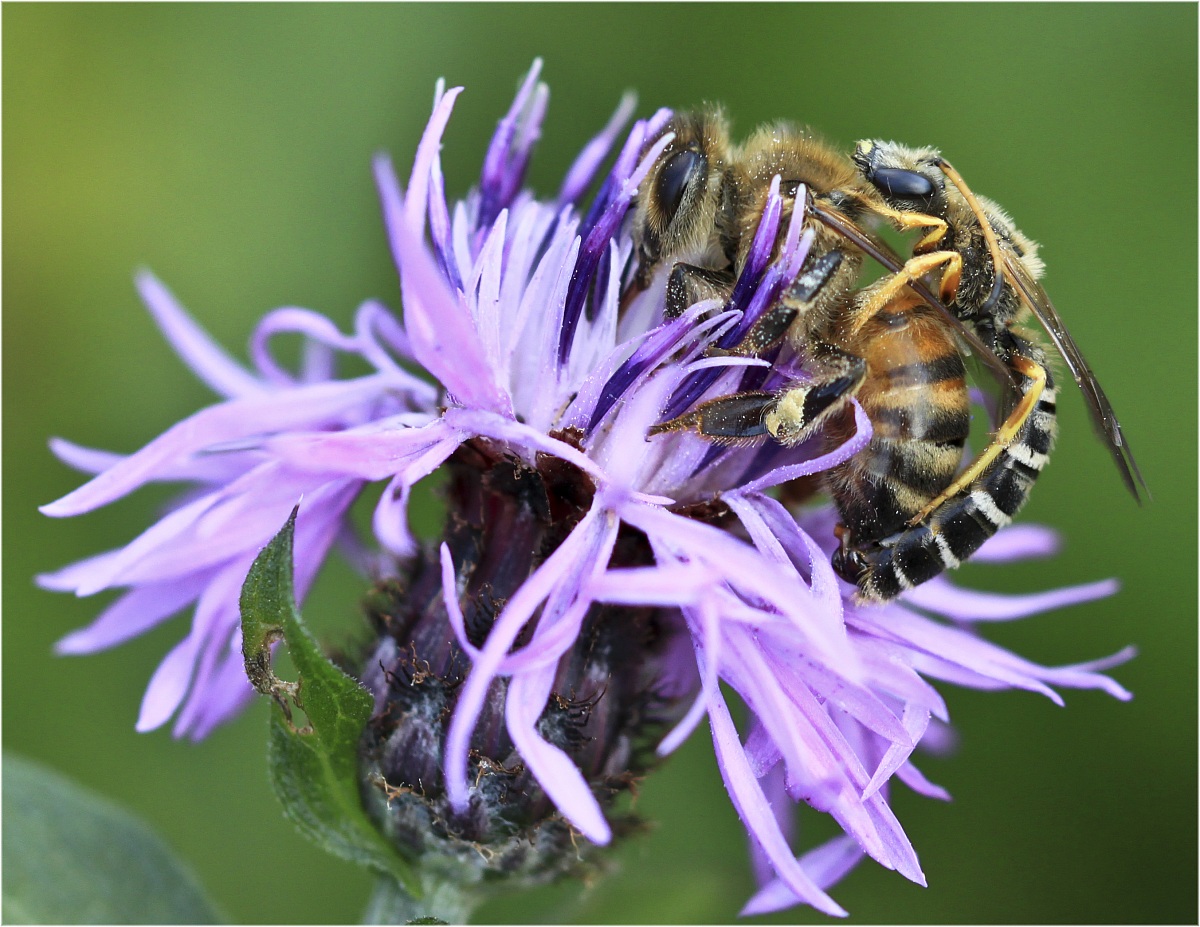 Dad, what do those two bees?