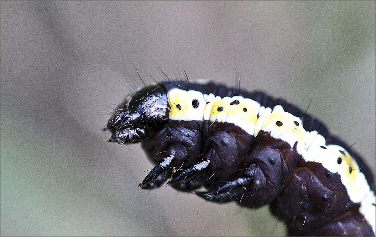 Caterpillar